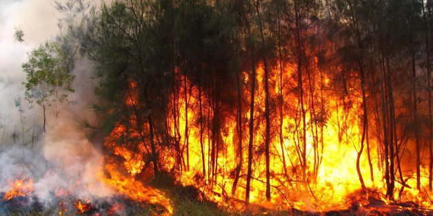 Feux de brousse : 11 départs de feux listés dans le nord du Sénégal, une superficie de 5.249 ha affectée
