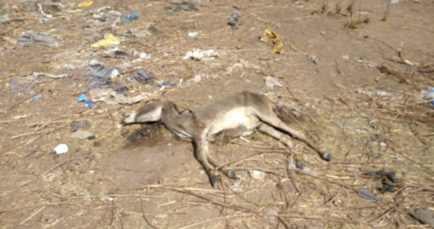 Sine Saloum : L’épidémie de Gourme décime les équidés dans le bassin arachidier
