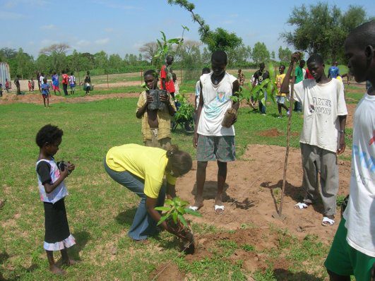 Ziguinchor – Régénération des forêts de la région : 400 mille plantes à obtenir dans les pépinières