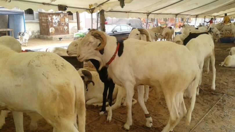 Tabaski 2019 : A la Médina, les moutons de race attendent toujours acquéreurs