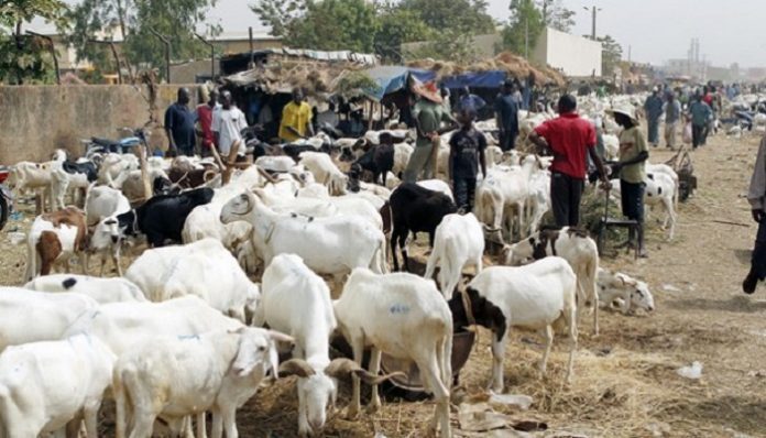 Tabaski 2019 : Fatick fait face à un gap de 10 000 moutons à combler