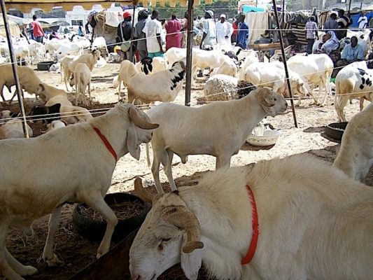 Tabaski : Officiellement 871 000 moutons mis en vente cette année