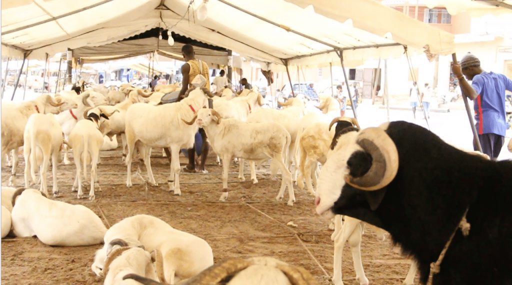 Tabaski 2022 : 810 mille têtes de moutons attendus sur le marché