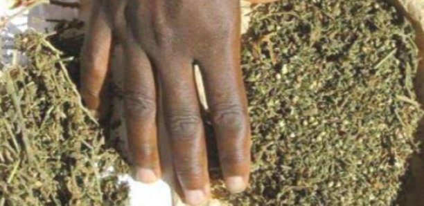 Opération de sécurité à Mbour : Une quantité importante de drogues a été saisie