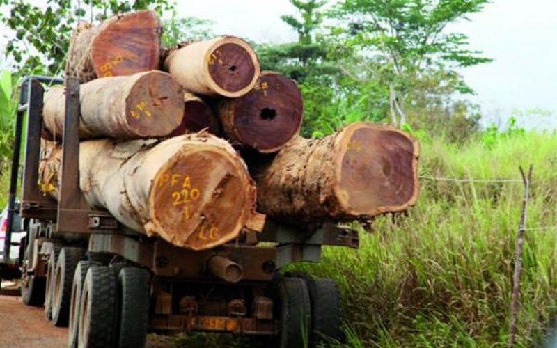 Coupe illicite de bois : 9 Burkinabés arrêtés à Kédougou