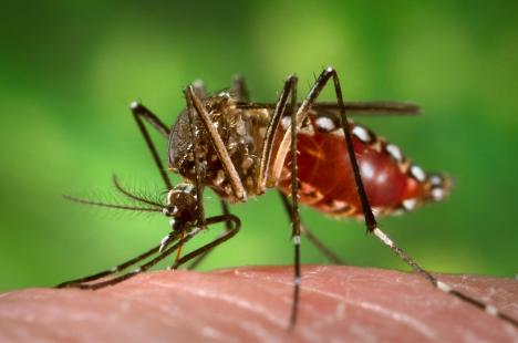 Kaffrine : 5 cas de dengue détectés au poste de santé du quartier Diamaguene-Centre