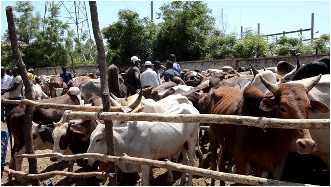 ZIGUINCHOR/Attaque armée à Bafican : Des bœufs et des poulets emportés par les assaillants