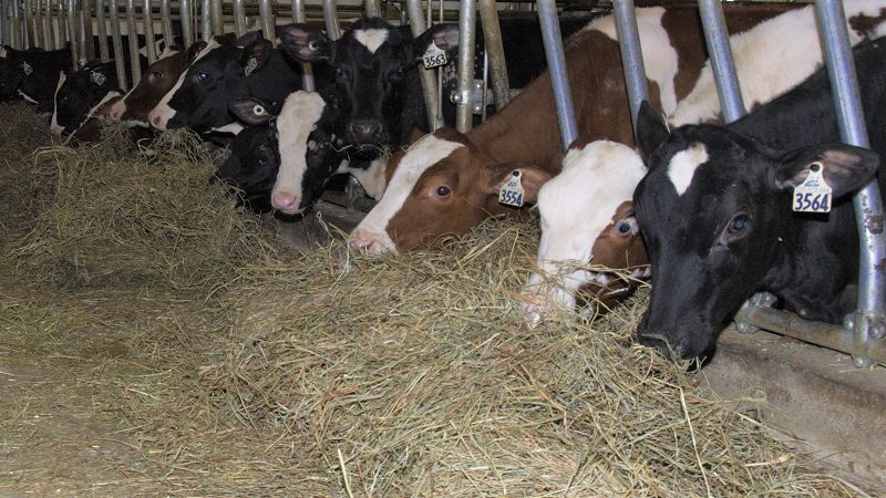 Chronique agriculture Teranganews : Évolution rapide, c’est possible !
