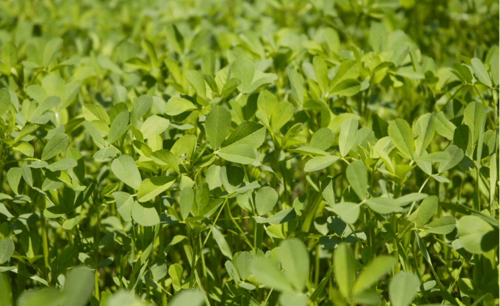 Chronique agriculture Teranganews : L’agriculture, moteur économique