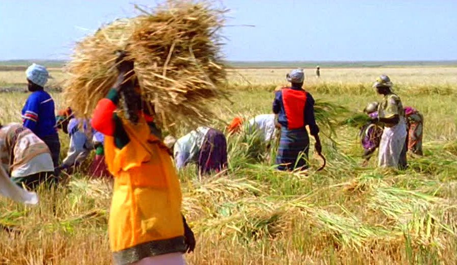Sénégal – Campagne 2019/2020 : Les chiffres des récoltes