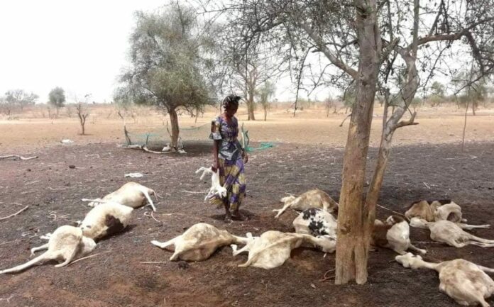 Élevage /Médina sabakh : Près de 300 moutons meurent après avoir consommé une herbe sauvage