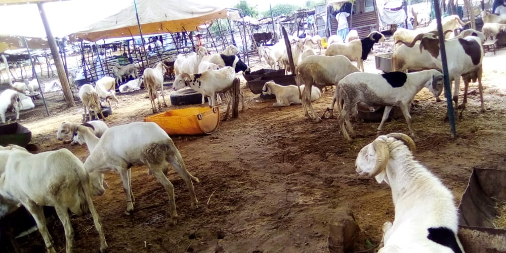 TABASKI 2020 : Au foirail de Diourbel, vendeurs de moutons cherchent clients