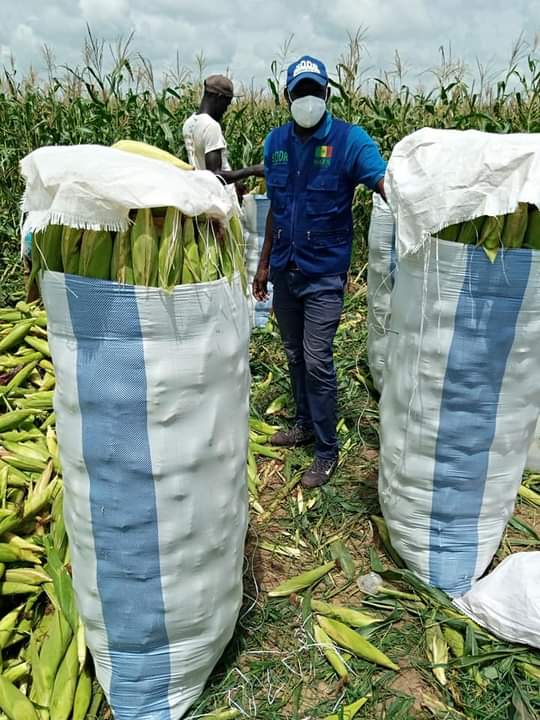 Kaolack : Les premières récoltes de maïs affichent un record de rendement
