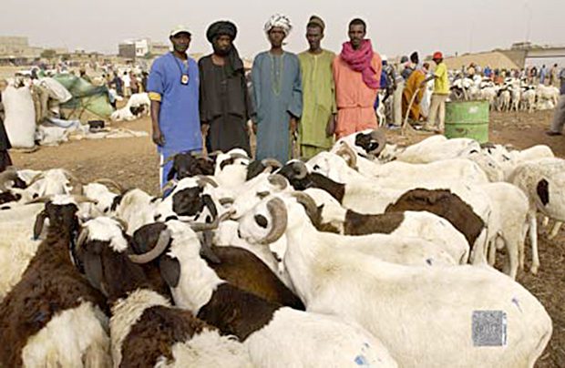 Ziguinchor : Des milliers de moutons attendent désespérément preneurs au lendemain de la Tabaski