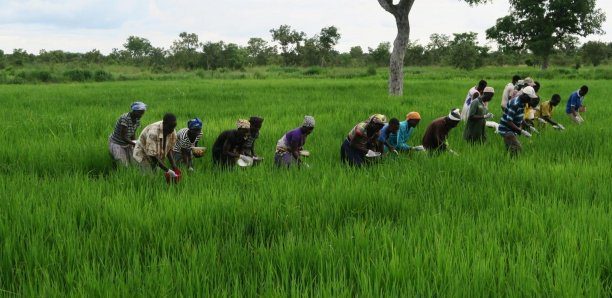 Agriculture-Kolda : Une meilleure production agricole attendue