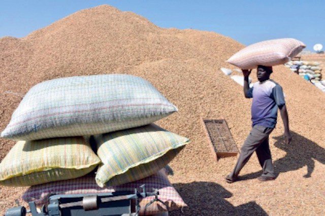Commercialisation de l’arachide au Sénégal : le prix du kilo fixé à 275 francs CFA pour la campagne 2022-2023