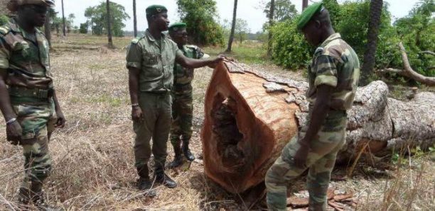 Journée des forces armées : Macky Sall exhorte les Forces de défense et de sécurité à combattre farouchement le trafic illicite de bois