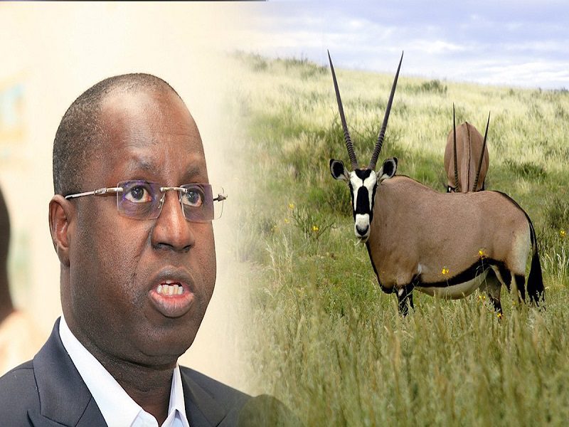 585 gazelles oryx recensées au Sénégal, (Abdou Karim Sall)