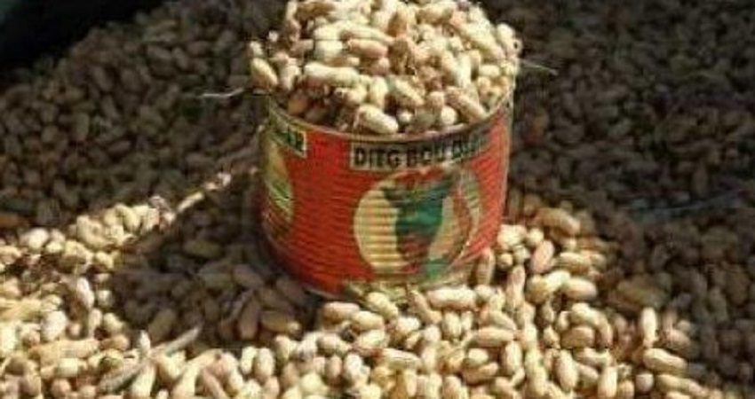 Sénégal : La campagne arachidière 2020-21 pourrait générer plus de 600 milliards FCFA