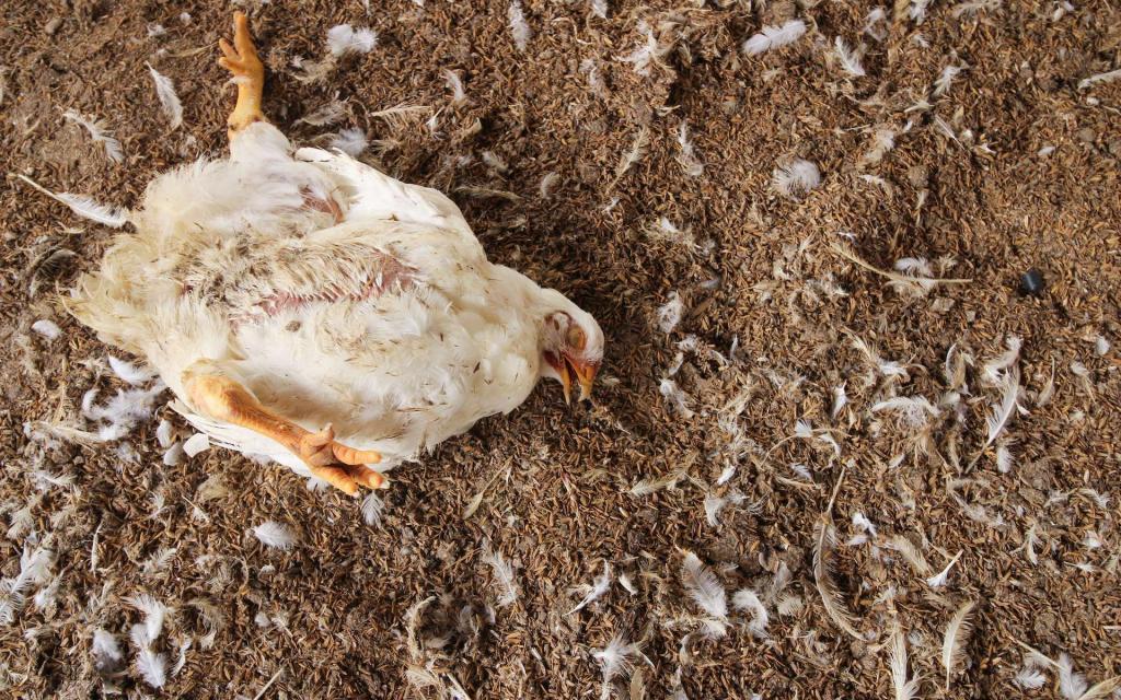 Grippe Aviaire à Thies : 58 000 volailles abattues, le ministre de l’Elevage apporte des précisions