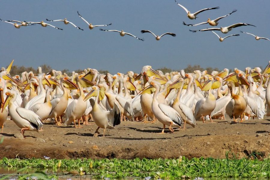 Mort mystérieuse de près de 750 pélicans, le Parc national de Djoudj fermé au public