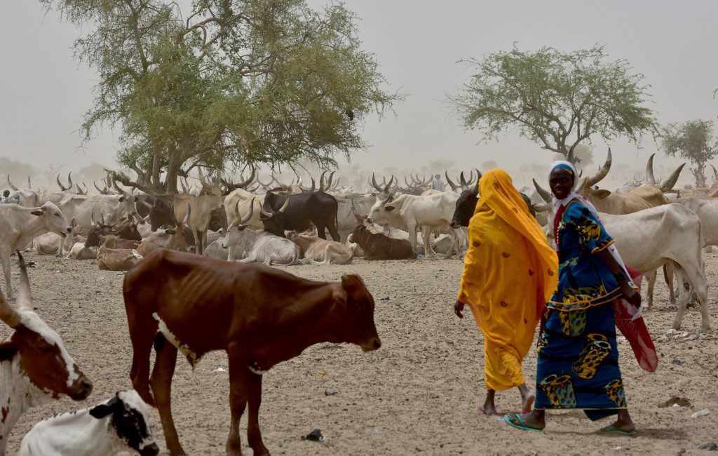 La Banque mondiale débloque 375 millions de dollars pour le pastoralisme au Sahel