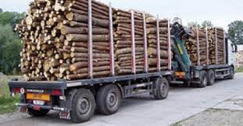 Coupe illicite de bois : Plus de 93 millions de FCFA de recettes forestières recouvrées en 2020