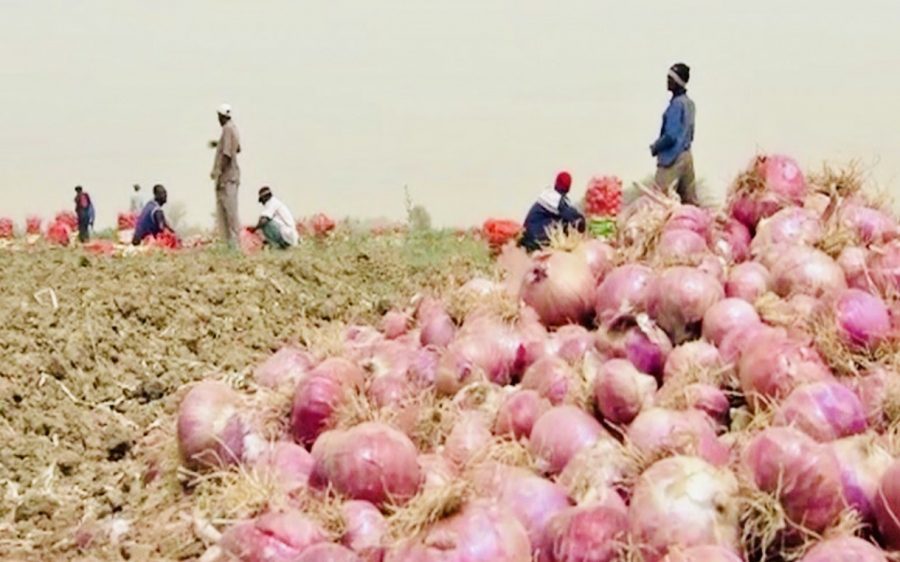 Tambacounda : Les producteurs sollicitent une redynamisation du cadre régional pour faciliter la commercialisation des produits agricoles