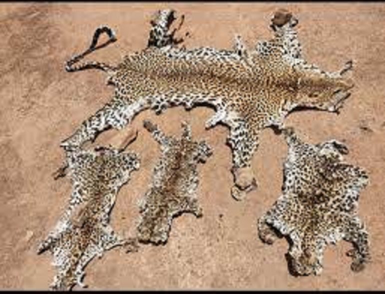 Trafic de peaux d’animaux : Trois autres personnes arrêtées à Tambacounda