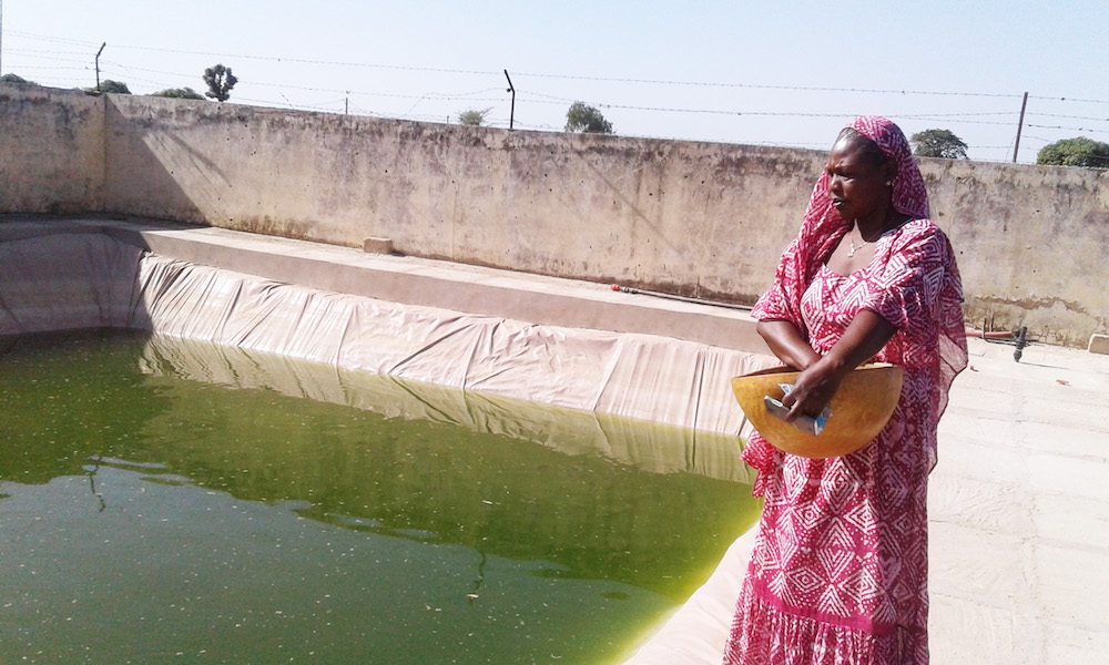 Code de l’Aquaculture : Le Sénégal se dote d’un nouveau cadre juridique régissant l’activité aquacole