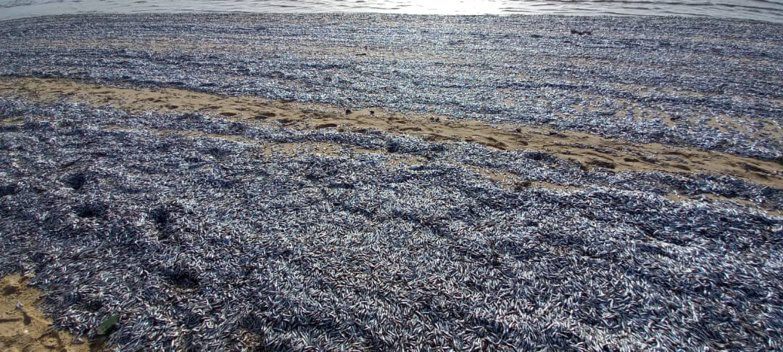 Saint-Louis/Bancs de poissons échoués sur la plage : Les conclusions des équipes techniques pointent du doigt l’ouverture du Barrage de Diama