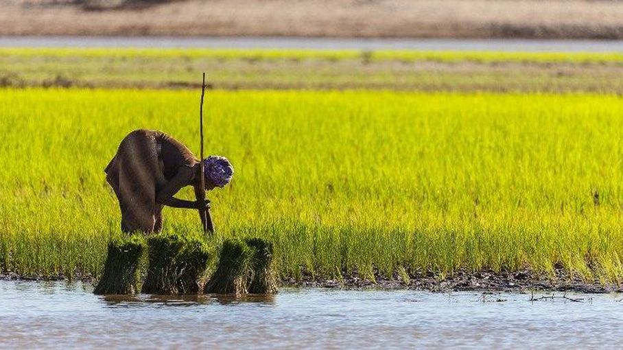 Découverte macabre : Un agent de la mairie de Ziguinchor retrouvé mort dans des rizières