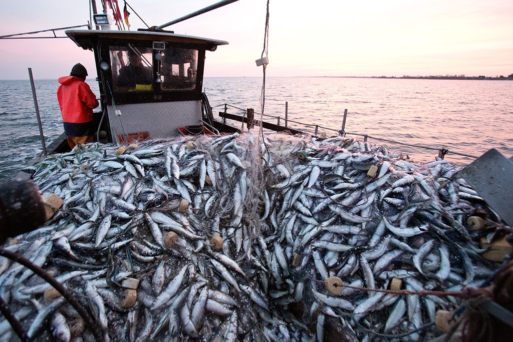 La pêche illicite non déclarée et non réglementée cause la perte de 26 millions de tonnes de poissons estimée à 23 milliards de dollars (Fao)