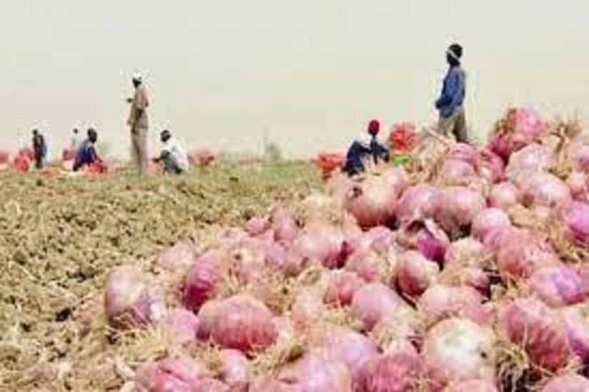 Production de l’oignon et de la pomme de terre : Une augmentation moyenne de 80% soit 122 000 tonnes notée en 2021 (Officiel)