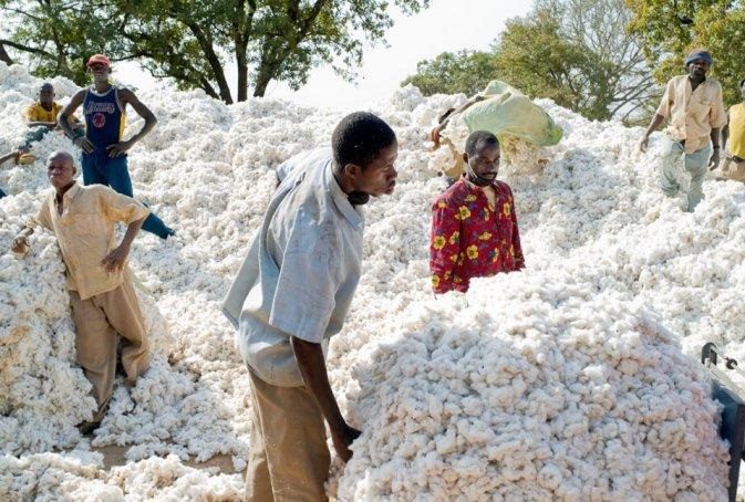 Exploitation du coton à Tambacounda : Plaidoyer pour une hausse du prix au producteur du coton