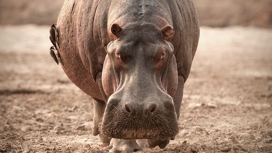 Matam : Un hippopotame abattu après avoir mortellement mordu un vieil homme à Thilogne