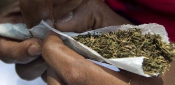 Lutte contre la délinquance juvénile : Un individu en possession de 8,5 kilos de chanvre indien arrêté à Rosso