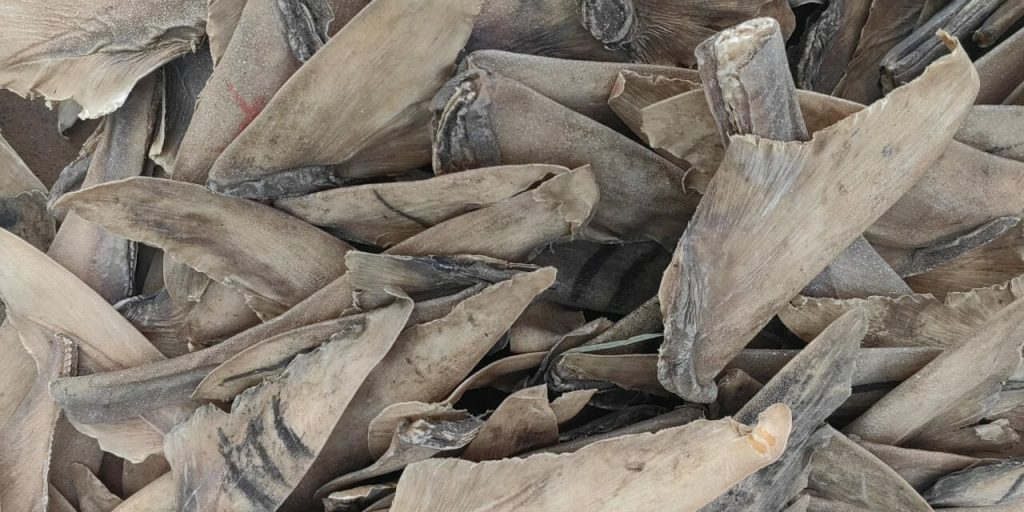 Criminalité faunique : Saisie d’ailerons de requins d’une valeur de 418 millions FCFA