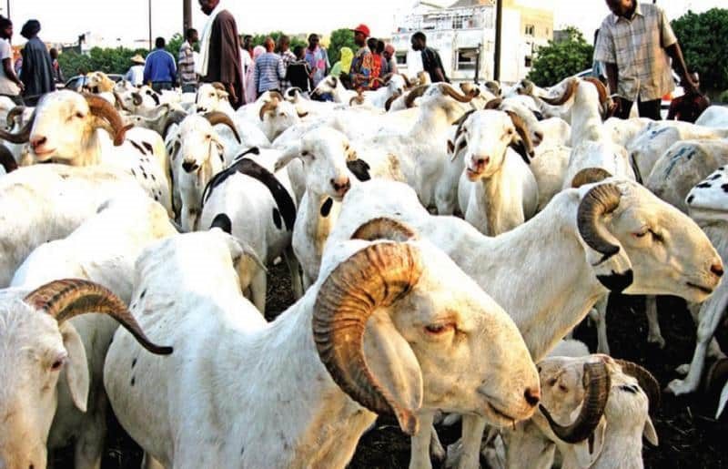 Tabaski 2023 : Les marchés «suffisamment» approvisionnés en moutons (PM)