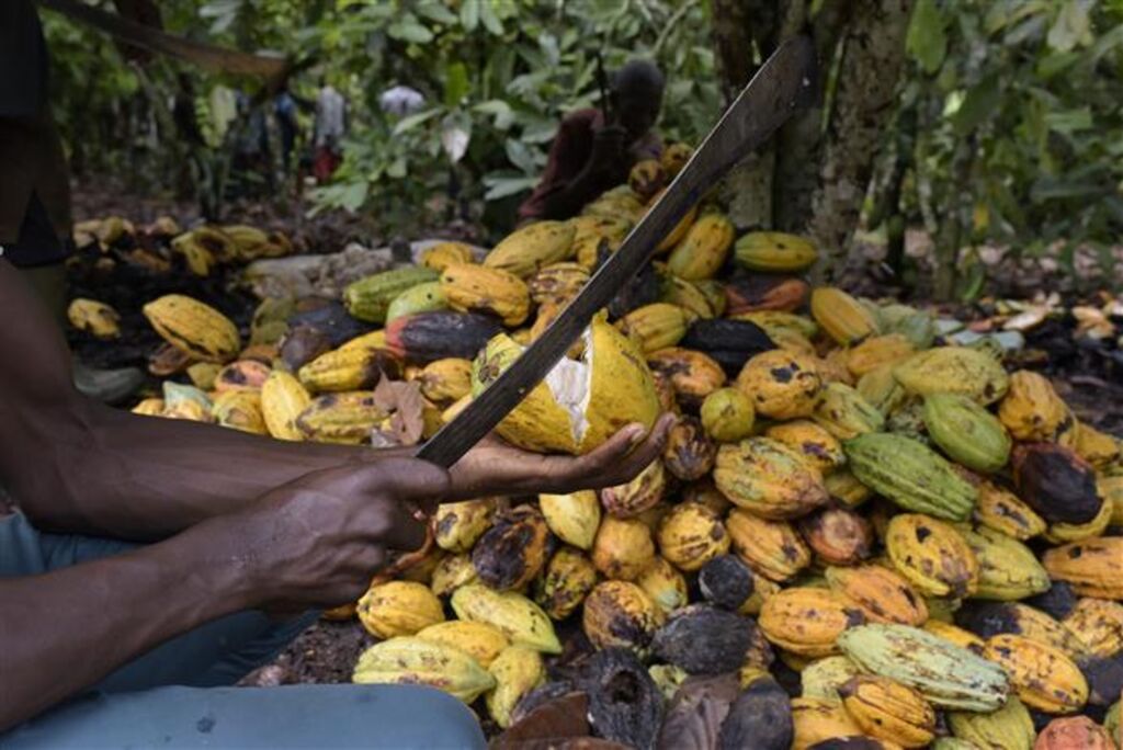 Côte d’Ivoire : le prix du cacao fixé à un niveau record