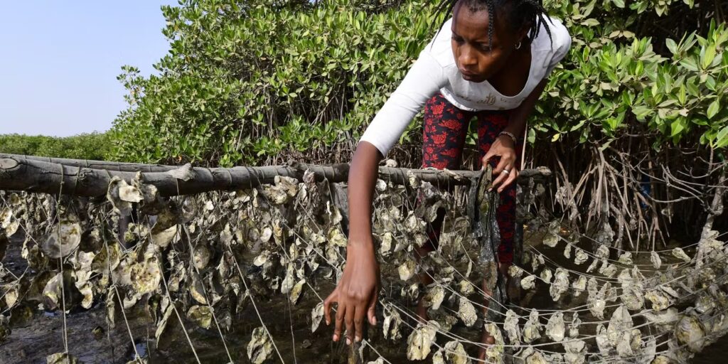 L’huître sénégalaise, nouvelle pépite de l’économie bleue